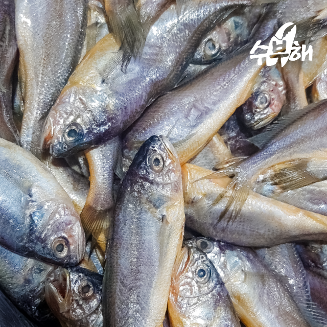 [급냉] 실속형 참조기 40마리+10마리 